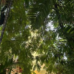 Black Gooseberry Chiangmai User Photo