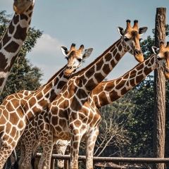 79号渔船海鲜饭店(岗厦店) User Photo