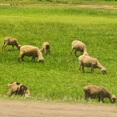 Seasons Elementaita Country Lodge User Photo