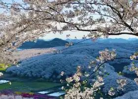黃臘鄉萬畝櫻花觀景台