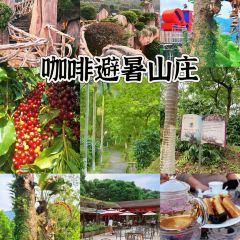 南坑咖啡观赏园 User Photo