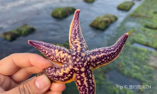 Beachcombing in Rongcheng