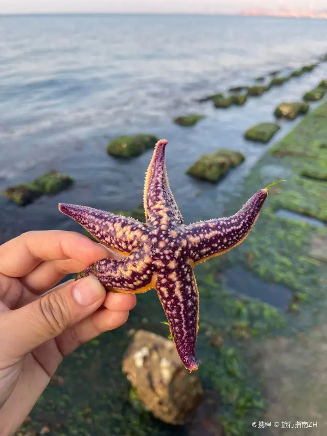 Beachcombing in Rongcheng