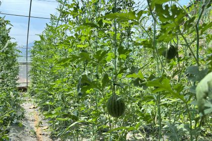 田园居(蓝田店)