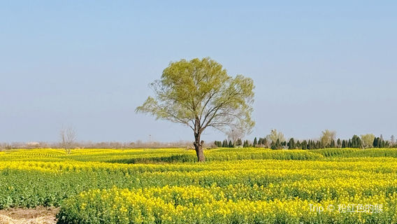 shui shang you cai hua