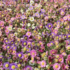 KaigeHuoguo User Photo