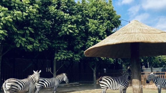 Chaoshan Yesheng Dongwu World