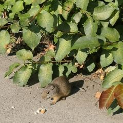 Mammoth Hot Springs Dining Room 여행 사진