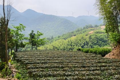 山里人家(黄尾立交桥店)