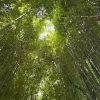 Avatar 1