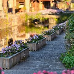 邓氏大薄片 User Photo