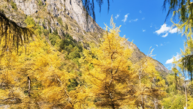 Sea Buckthorn Forest Belt