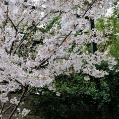 ZHU YIN SHAN FANG 여행 사진