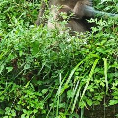 梅子山庄·土司宴 User Photo