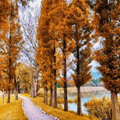 A MUSHROOM User Photo