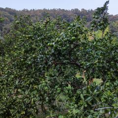 枇杷熟了coffee User Photo