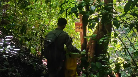 Xishuangbanna Naka Rainforest attraction in 勐臘