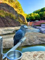 千鸚鳥舍鸚鵡主題樂園