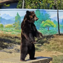 鴿皇餐廳·16年老字號·專業做鴿（東城店）張用戶圖片