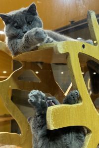 Quanshendoushimaomao 鴻波酒店（深圳華僑城店）優惠