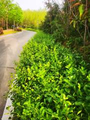 Dongjin Botanical Garden