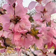 壹山树咖啡(海碧台店) User Photo