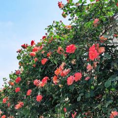 云间花境餐厅 User Photo
