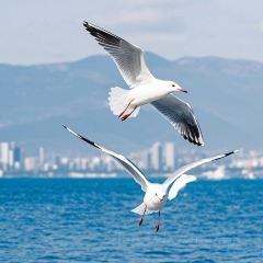 YANGCHANGZI User Photo