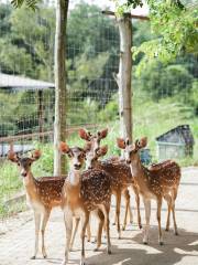 The Bentong Farm Malaysia 文东休闲农场