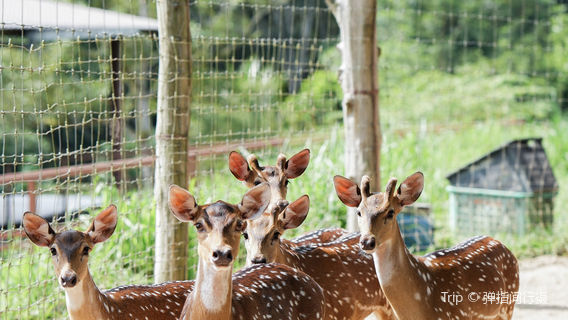 Бентонг Фарм Малайзия