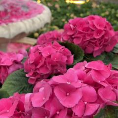 海如的花園張用戶圖片