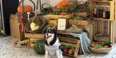 無隱民宿·奇思妙想營