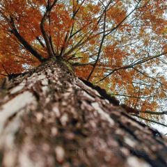 小竹林 여행 사진