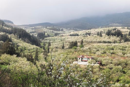 Pear Flowers in Jiajizhai Village