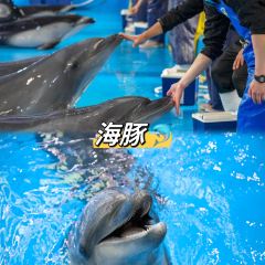 抚仙湖海豚湾酒店·山海轩中餐厅 User Photo
