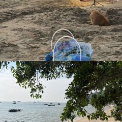 海边有棵树 여행 사진