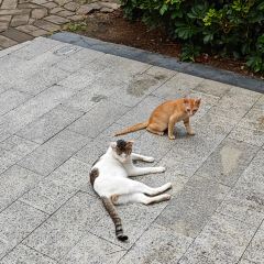 黃氏燒臘（青年路店）張用戶圖片