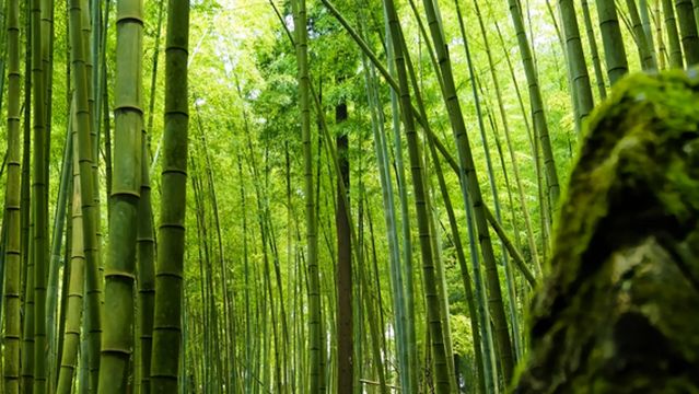 Pingba District State-Owned Dapo Forest Farm