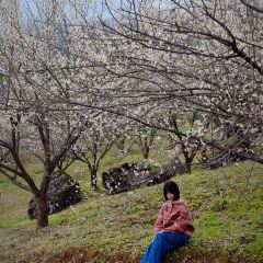 向师饭店 User Photo
