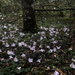 孟获城向野而眠帐篷营地·户外餐厅 User Photo