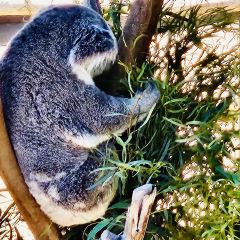 Seneca Trattoria張用戶圖片