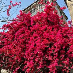 poker face coffee張用戶圖片