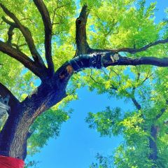 LANG COFFEE User Photo