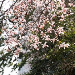 麥當勞（常州西瀛裡店）張用戶圖片