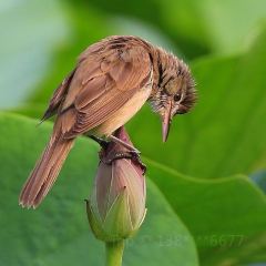 Yijunge (weiduoliya) User Photo