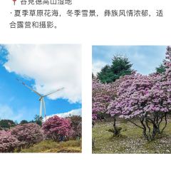 Asiniuniu-The daliangshan style User Photo