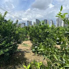 晓长安·新陕菜(北二环店) 여행 사진