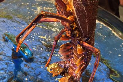 天天农家风味餐馆