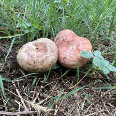 快樂家園•大魚王（南山竹海店）張用戶圖片