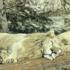 四厂烩面(棉纺路店) User Photo